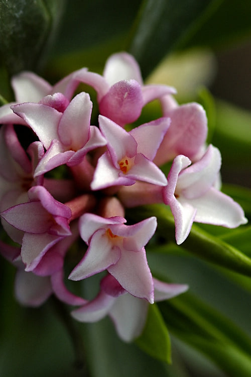  Zuiko Nishiki Winter Daphne Odora - 2 Gallon Pot