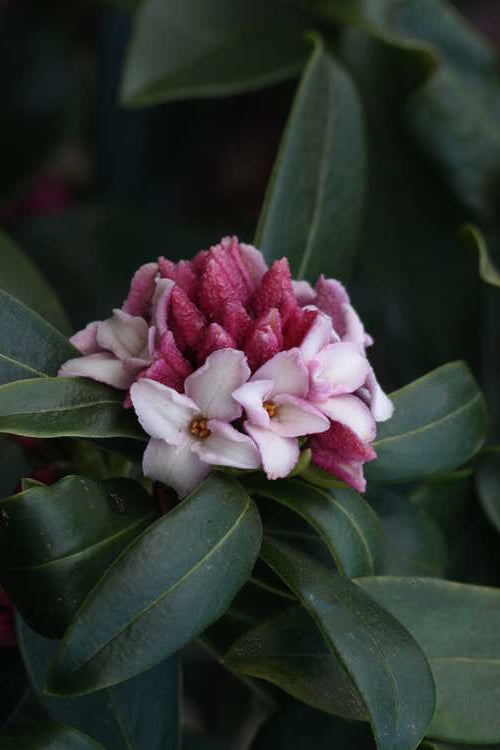  Zuiko Nishiki Winter Daphne Odora - 5 Gallon Pot