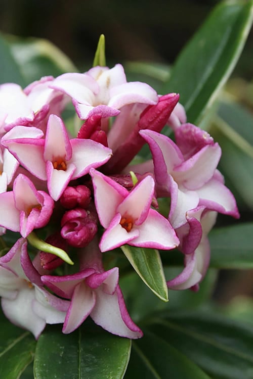  Greenleaf Pink Winter Daphne - 3 Gallon Pot