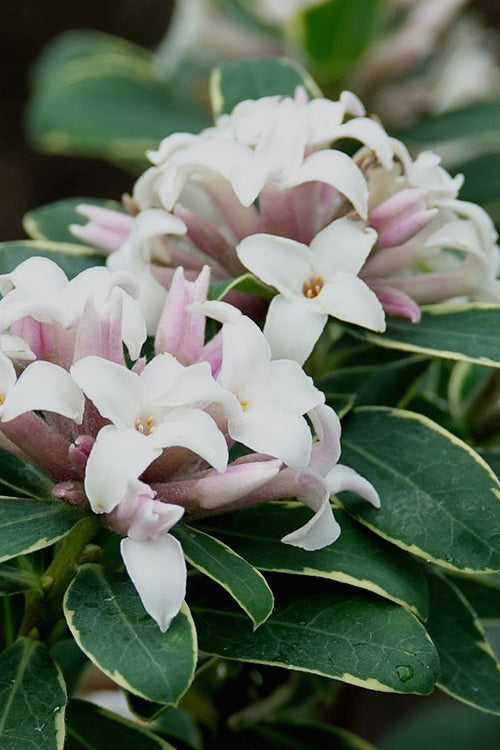  Summer Ice Daphne - 12" Pot