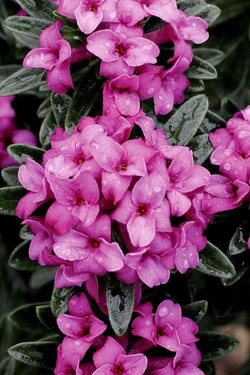  Wilhelm Schacht Daphne - 1 Gallon Pot
