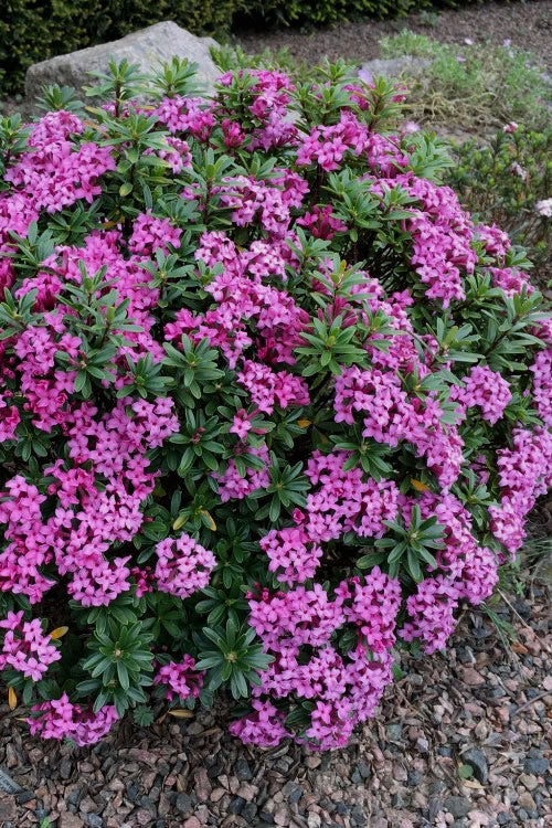  Wilhelm Schacht Daphne - 1 Gallon Pot