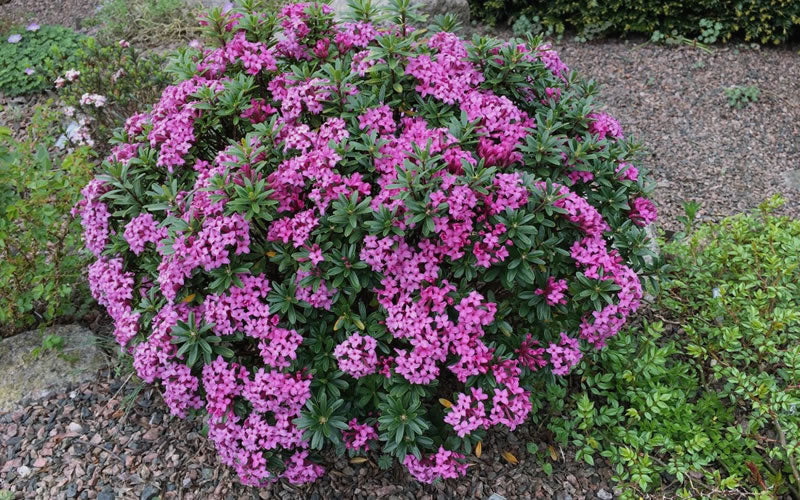  Wilhelm Schacht Daphne - 1 Gallon Pot