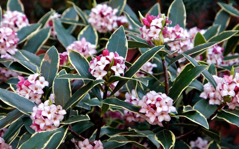  Variegated Pink Winter Daphne - 1 Gallon Pot