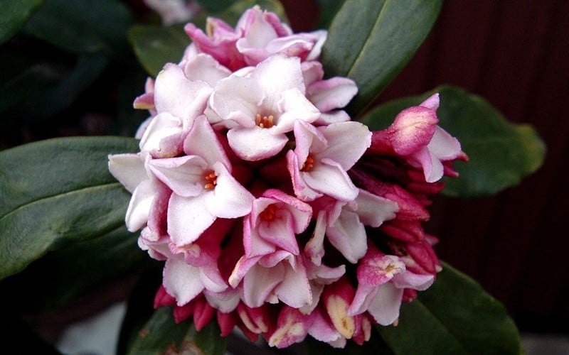 Greenleaf Pink Winter Daphne - 3 Gallon Pot