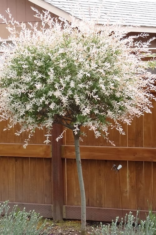  Variegated Dappled Willow Tree - Salix Integra 'Hakuro Nishiki' - 1 Gallon Pot - Tree Form