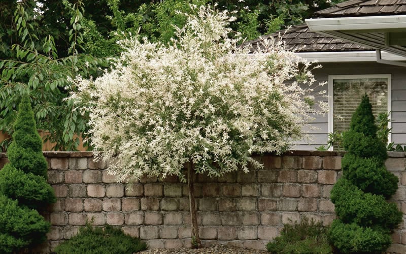  Variegated Dappled Willow Tree - Salix Integra 'Hakuro Nishiki' - 3 Gallon Pot - Tree Form 