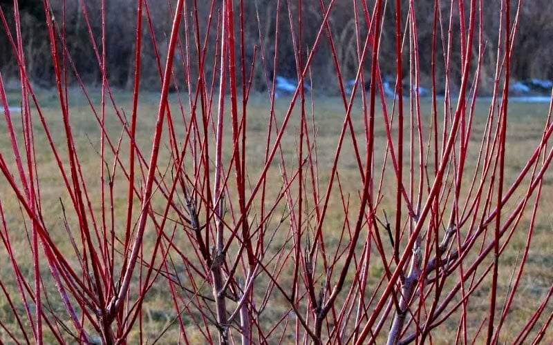  Flamingo Dappled Willow (Shrub Form) - 2 Gallon Pot