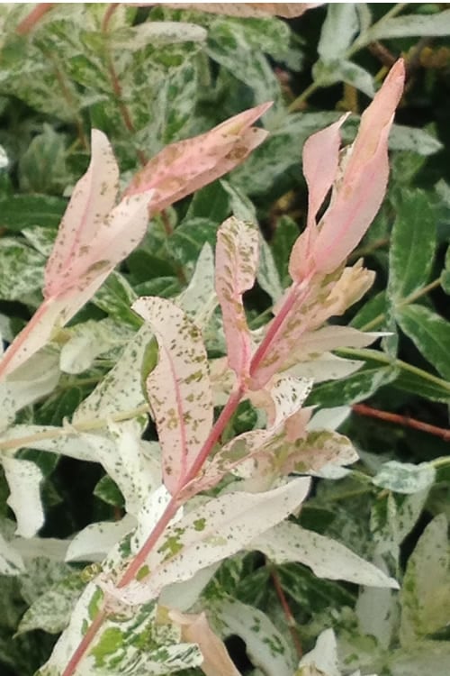  Variegated Dappled Willow Tree - Salix Integra 'Hakuro Nishiki' - 3 Gallon Pot - Tree Form 