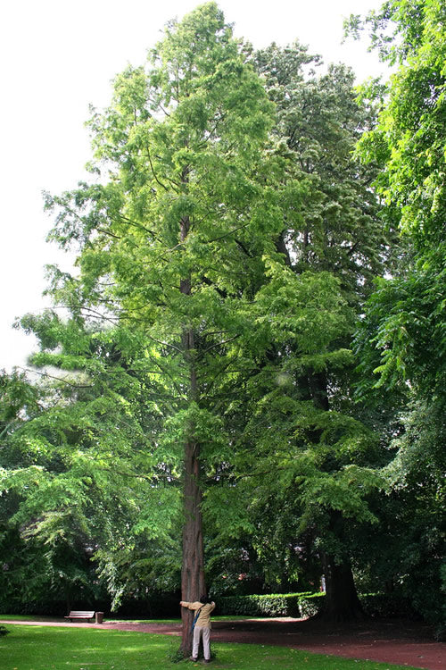  Dawn Redwood Tree - Metasequoia Glyptostroboides - 5 Gallon Pot (6.5-7')