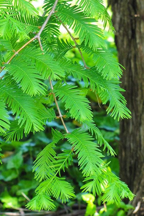  Dawn Redwood Tree (Metasequoia Glyptostroboides) - 3 Gallon Pot (3-4')