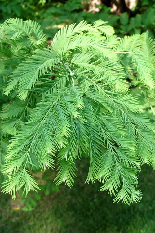  Miss Grace Weeping Dawn Redwood Tree (Metasequoia) - 3 Gallon Pot