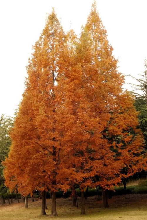  Dawn Redwood Tree (Metasequoia Glyptostroboides) - 1 Gallon Pot