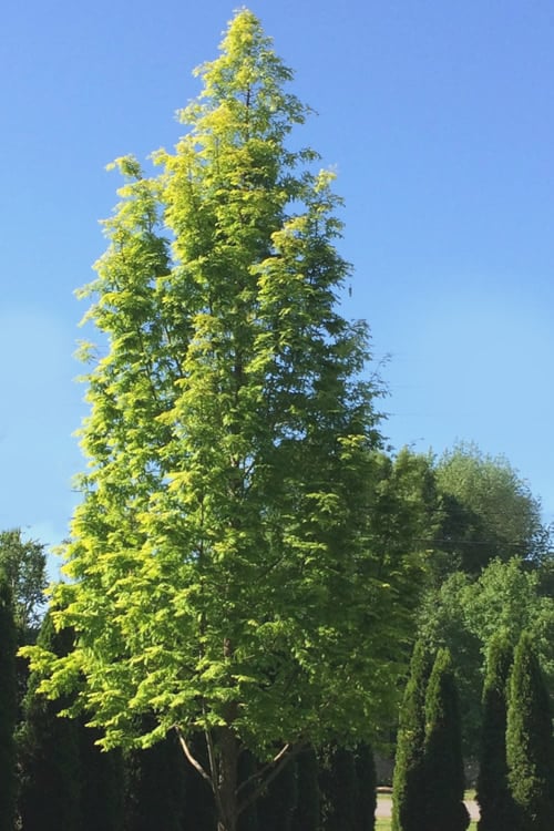  Dawn Redwood Tree - Metasequoia Glyptostroboides - 5 Gallon Pot