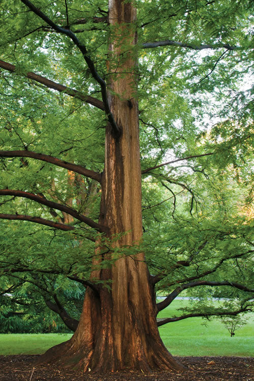  Dawn Redwood Tree - Metasequoia Glyptostroboides - 5 Gallon Pot (6.5-7')