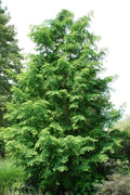 Dawn Redwood Tree - Metasequoia Glyptostroboides - 5 Gallon Pot