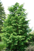  Dawn Redwood Tree - Metasequoia Glyptostroboides - 5 Gallon Pot (6.5-7')