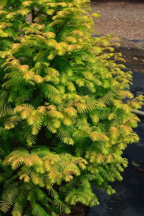  Amber Glow Dawn Redwood Tree (Metasequoia Glyptostroboides) - 7 Gallon Pot (4-5')