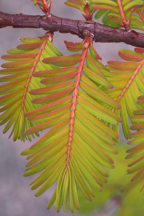  Amber Glow Dawn Redwood Tree - Metasequoia Glyptostroboides - 2 Gallon Pot