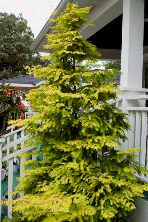 Amber Glow Dawn Redwood Tree - Metasequoia Glyptostroboides - 3 Gallon Pot