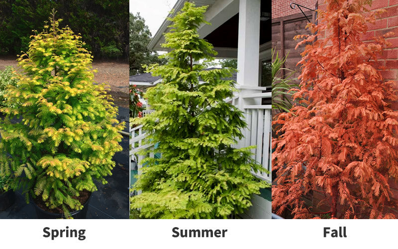  Amber Glow Dawn Redwood Tree - Metasequoia Glyptostroboides - 2 Gallon Pot
