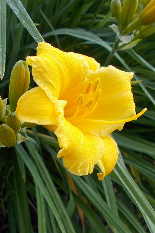 Evergreen Stella Daylily - 1 Gallon Pot