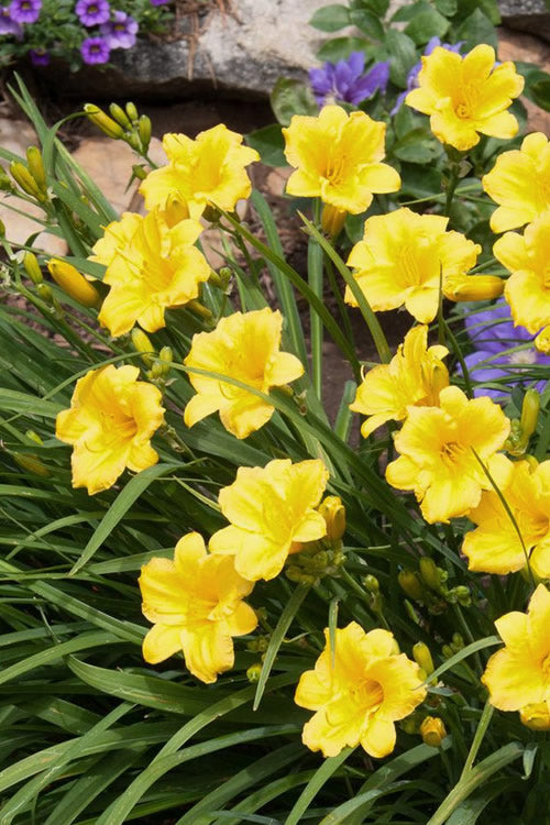  Evergreen Stella Daylily - 1 Gallon Pot
