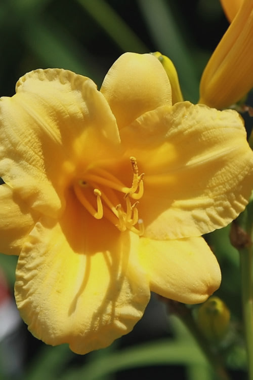  Stella De Oro Daylily - 1 Gallon Pot
