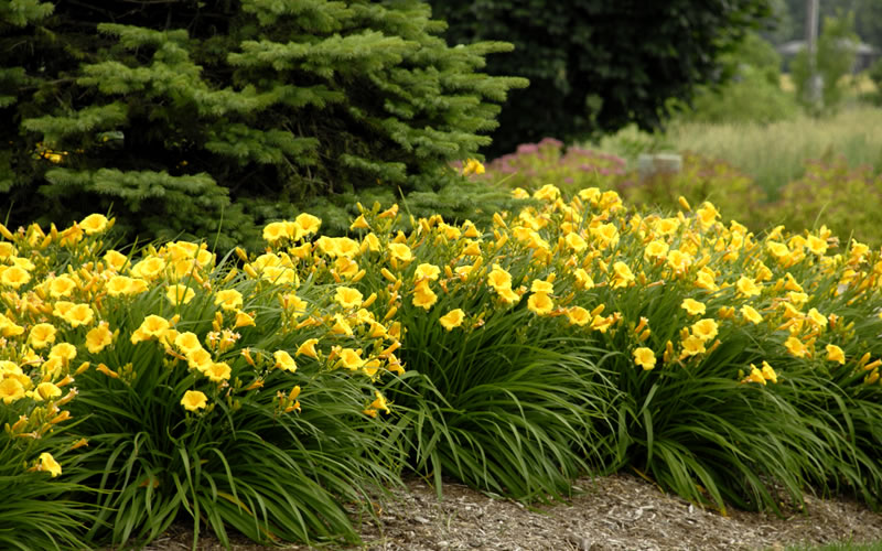  Stella De Oro Daylily - 1 Gallon Pot