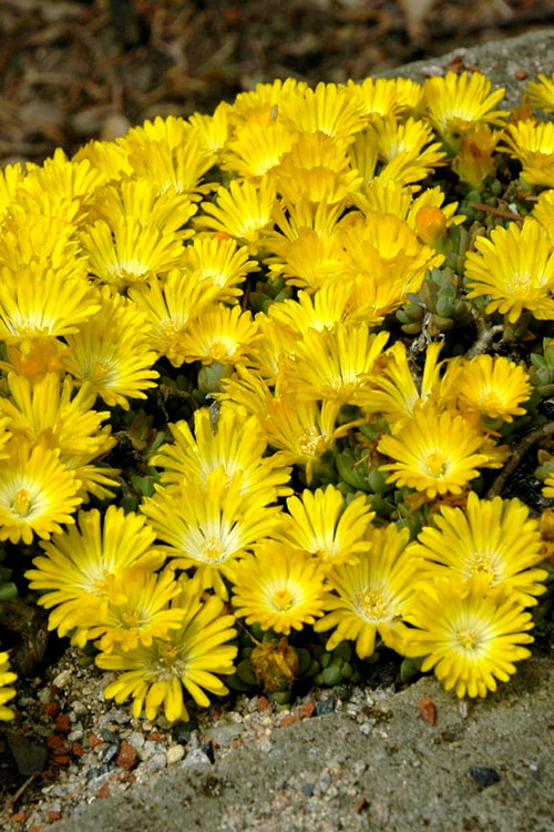  Banana Blast Yellow Ice Plant (Delosperma) - 5 Pack Of Quart Pots