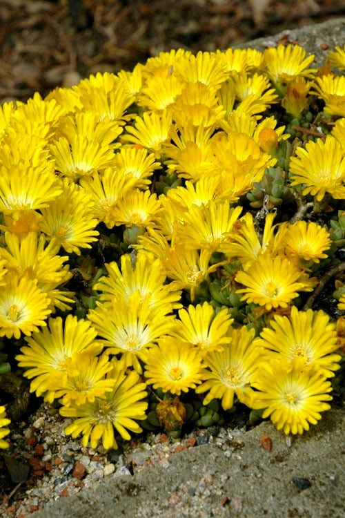  Banana Blast Yellow Ice Plant (Delosperma) - 10 Pack Of Pint Pots