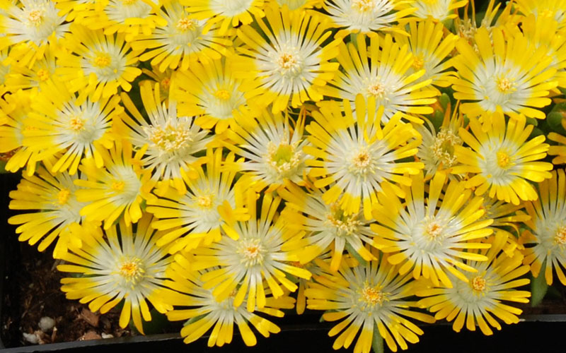  Banana Blast Yellow Ice Plant (Delosperma) - 5 Pack Of Quart Pots