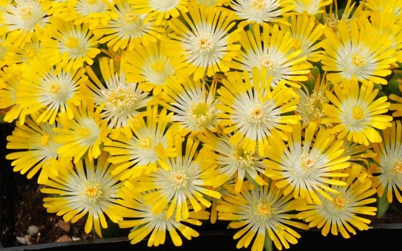  Banana Blast Yellow Ice Plant (Delosperma) - 10 Pack Of Pint Pots