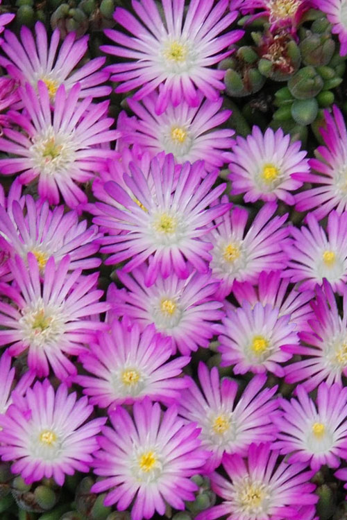  Fig Fusion Purple Ice Plant (Delosperma) - 5 Pack Of Pint Pots