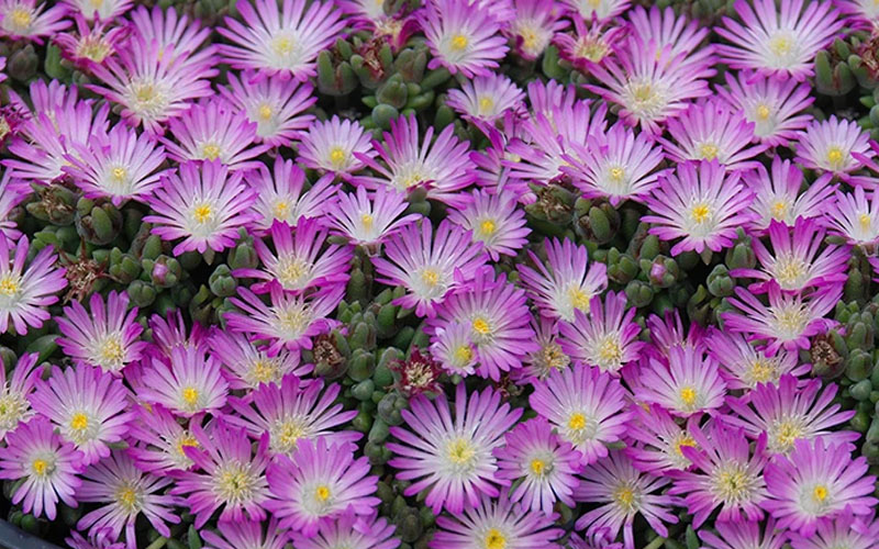  Fig Fusion Purple Ice Plant (Delosperma) - 5 Pack Of Pint Pots
