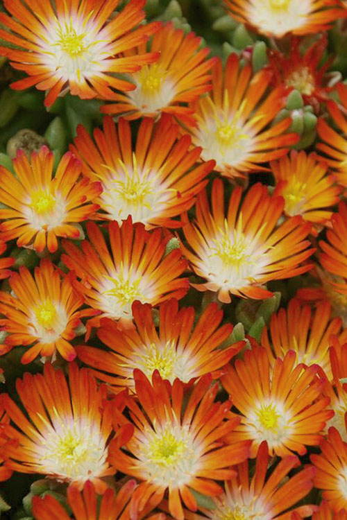  Pumpkin Perfection Orange Ice Plant (Delosperma) - 10 Pack Of Pint Pots