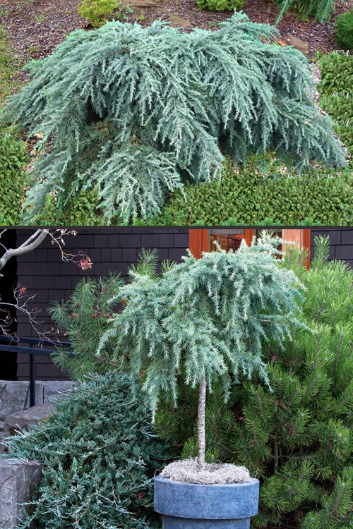  Feelin Blue Deodar Cedar (Single Trunk Tree Form) - 7 Gallon Pot