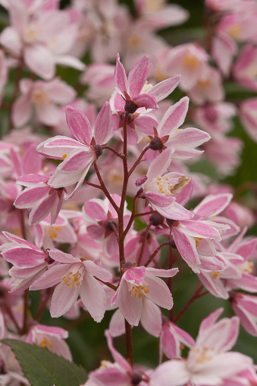  Yuki Cherry Blossom Deutzia - 3 Gallon Pot