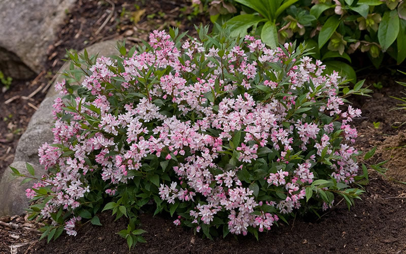  Yuki Cherry Blossom Deutzia - 2 Gallon Pot