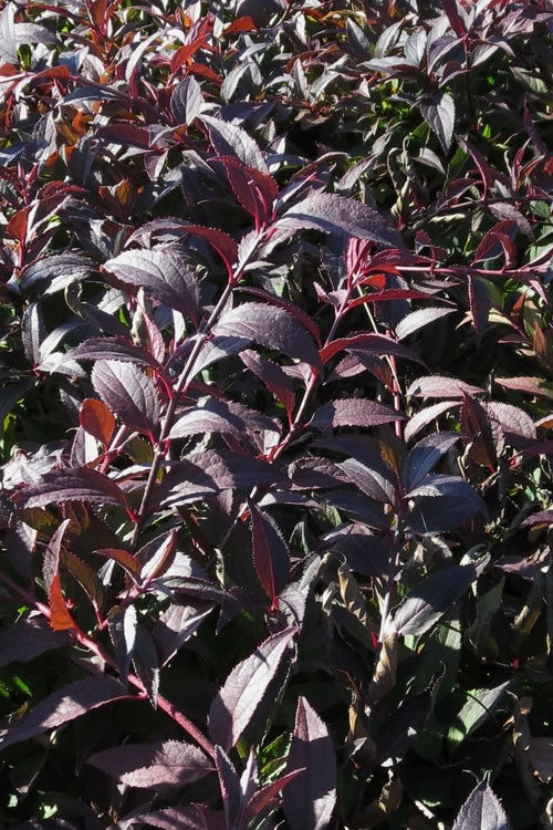  Yuki Cherry Blossom Deutzia - 2 Gallon Pot