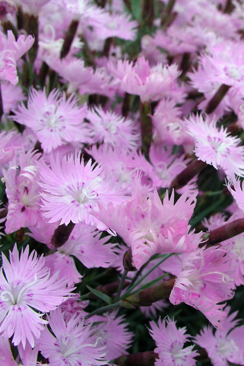  Bath's Pink Dianthus - 5 Pack Of Quart Pots