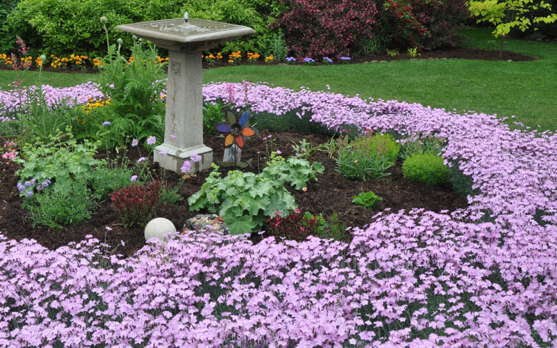 Bath's Pink Dianthus - 5 Pack Of Quart Pots