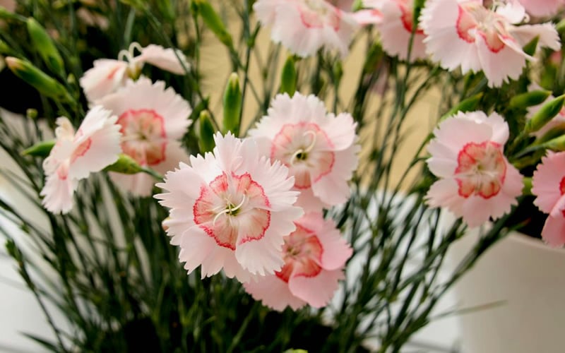  Georgia Peach Pie Dianthus - 1 Gallon Pot
