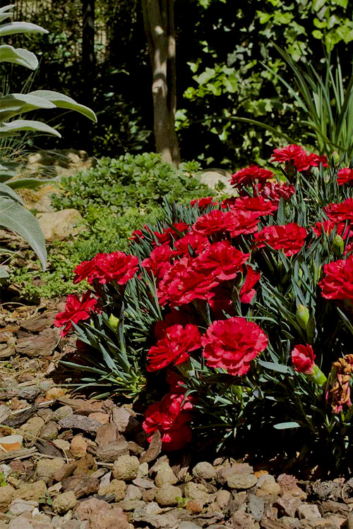  Super Trouper Velvet Red Dianthus (Carnation) - 5 Pack Of Quart Pots