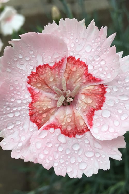  Georgia Peach Pie Dianthus - 1 Gallon Pot