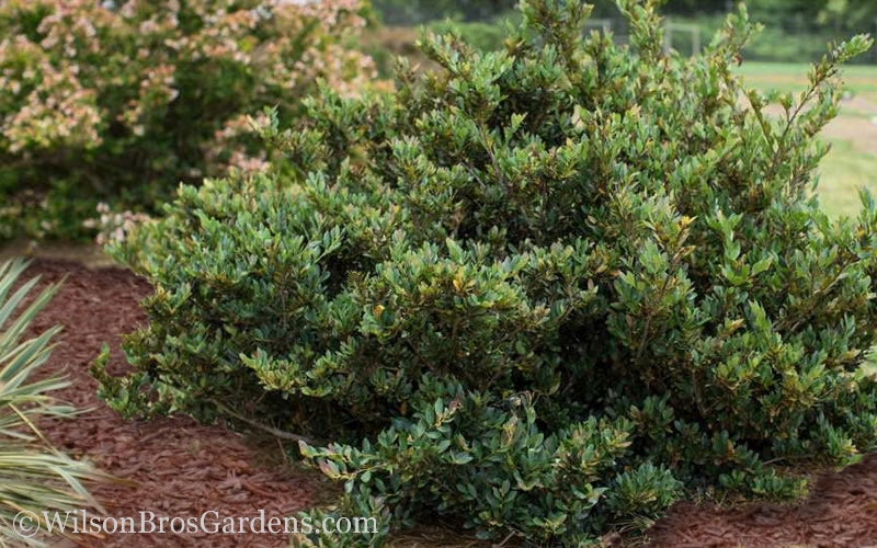  Coppertone Distylium - 3 Gallon Pot