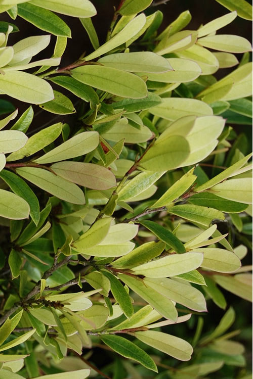  Spring Frost Distylium - 3 Gallon Pot