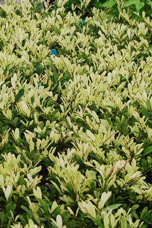 Spring Frost Distylium - 3 Gallon Pot