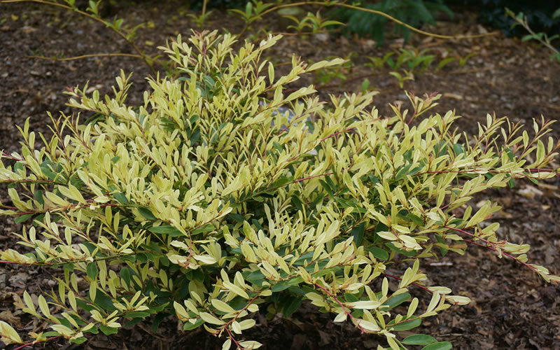  Spring Frost Distylium - 3 Gallon Pot