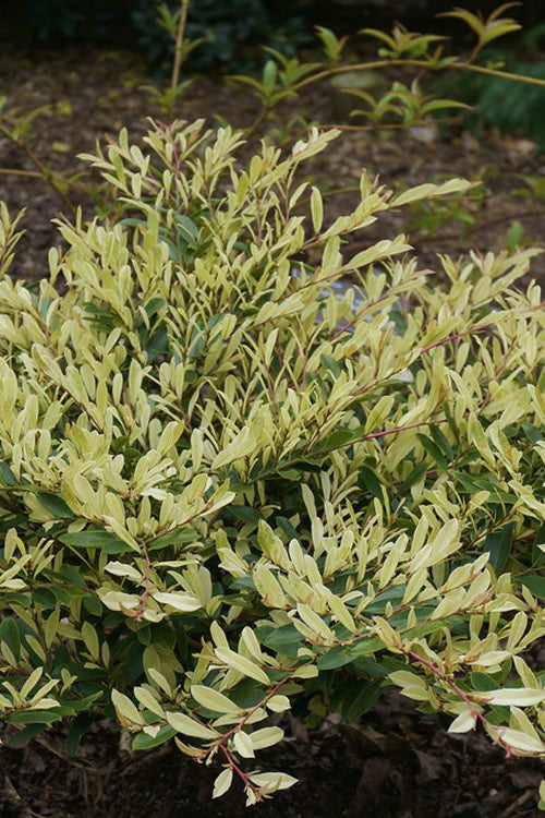  Spring Frost Distylium - 3 Gallon Pot